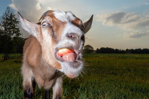 Brown goat with funny grimace and red apple in the mouth