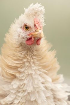 Vertical portrait of creamy white colour chicken with a fluffy tuft in a light green blurred background.