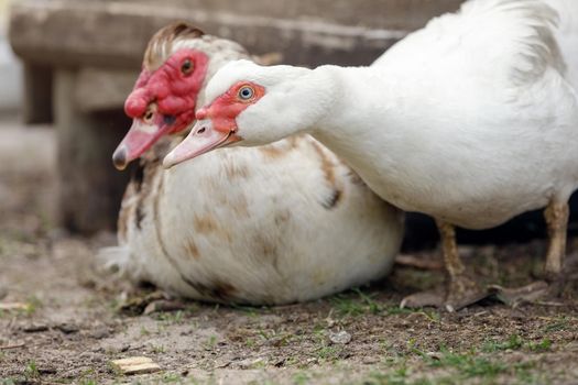 Pair of musk ducks, in a country homestead. A white female and a blurred male in the background, sees something on the ground.