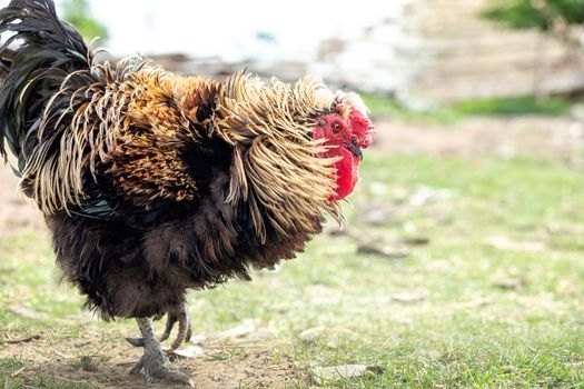 A big puffy cock in profile, moving forward in the yard and looking for food.