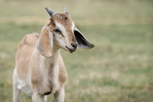 Charming goatling with small horns grazing in field.