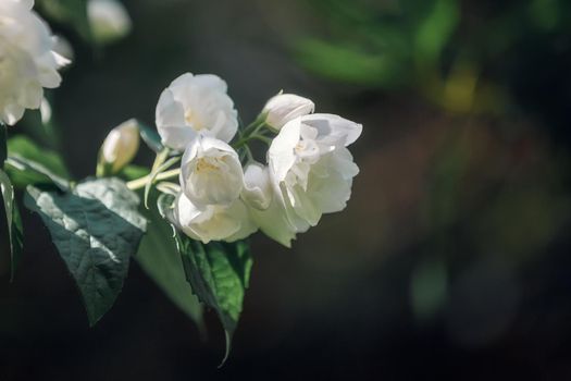 Beautiful white Jasmine flowers in dark background