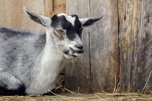 Gray young goatling lying on the ground near the barn. Old building boards in the background.