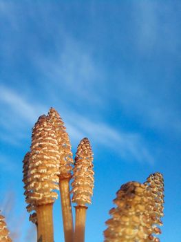 Spore cones of water horsetail emerging from swampy soil against a blue sky background.