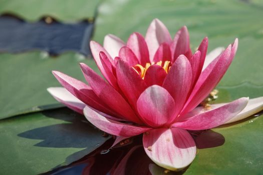 Large bud of pink lotus with green leaves on the water in the lake side view