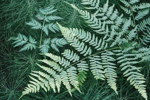 Close up green leave fern. Nature green plant pattern background and texture.