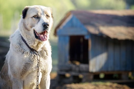 Beautiful white asian dog near the blue booth on a sunny day. House for an animal. Selective focus.