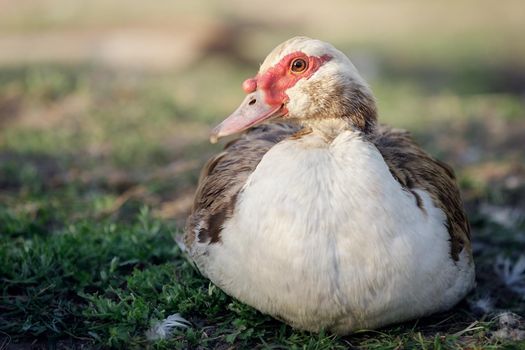 Male brown muscovy duck with a red bumpy patch of flesh by its eyes and bill, rest on green grass in rural garden.