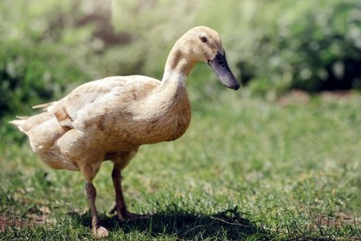 Indian Runner duck-decorative meat eating duck popular with poultry farmers in different countries on green grass