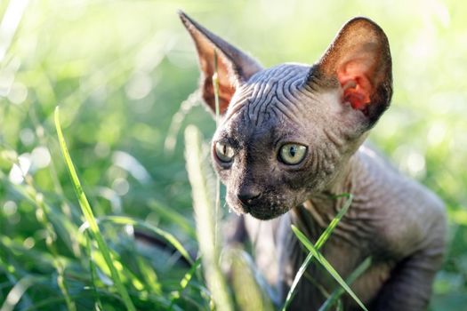 Pretty Canadian sphynx cat walking in sunlit meadow. Hairless kitten posing from front in a field at summer time. Concept, pet love, animal life, cats breeding, enjoy freedom