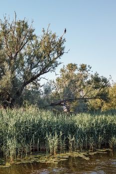 One cormorant proudly squats at the top of a tree