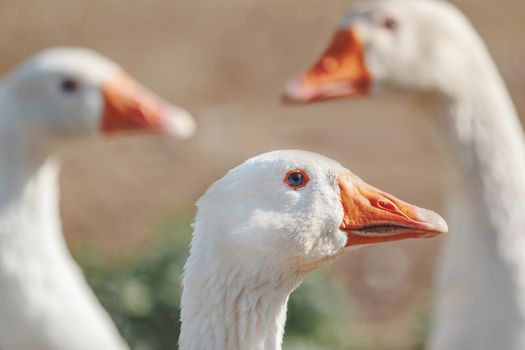 Three white goose close up, side view