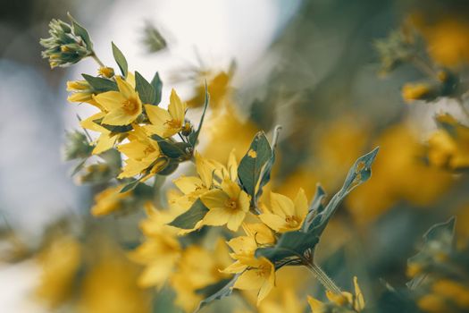 Yellow bells flowers of Lysimachia punctata, dotted loosestrife, large yellow or spotted loosestrife in summer garden close up with selective focus. Ttrendy aspen gold flower blooming in summer.