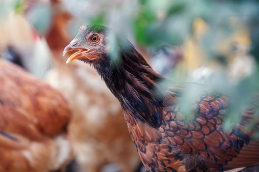 Close up black red hen in garden on grass in the rays of sun in summer, free breeding