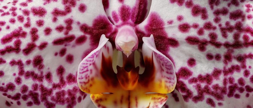 Purple dotted orchid flower blossom from a very close, wide photo