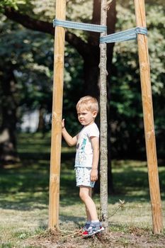 A little boy stands next to a small, recently planted tree in a city park.