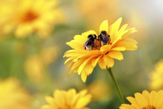 Very soft, pastel background of yellow echinacea flowers with two bees on the petals. The photo can be used as a gift card, there is free space for text.