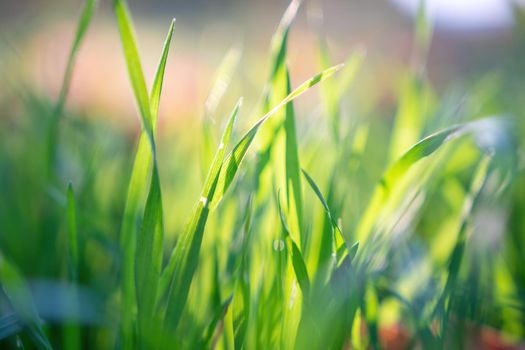 Close up of freshly cutting grass on the green lawn or field with sun beam, soft focus, free space.