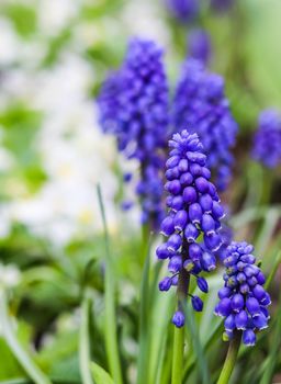 Blue buds flowers Muscari armeniacum or Grape Hyacinth. Viper bow