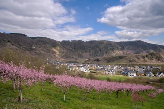 Blossom of vinyard peach tree, springtime in Moselle region, Bremm, Germany