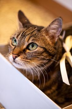 cute cat with golden ribbon in collar rests inside a white box