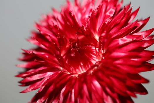 Red flower blossom close up botanical background Helichrysum bracteatum family Compositae high quality big size print home decoration