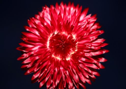 Red flower blossom close up botanical background Helichrysum bracteatum family Compositae high quality big size print home decoration