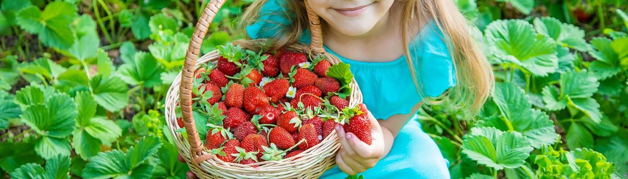 The child collects strawberries in the garden. Selective focus.