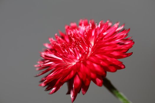 Red flower blossom close up botanical background Helichrysum bracteatum family Compositae high quality big size print home decoration