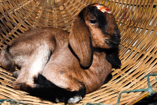 Black and white Colored Goat Closeup on Firm