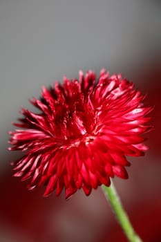 Red flower blossom close up botanical background Helichrysum bracteatum family Compositae high quality big size print home decoration