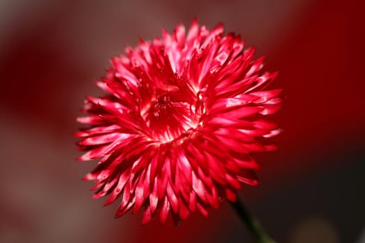 Red flower blossom close up botanical background Helichrysum bracteatum family Compositae high quality big size print home decoration