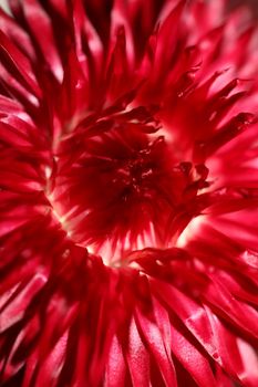 Red flower blossom close up botanical background Helichrysum bracteatum family Compositae high quality big size print home decoration