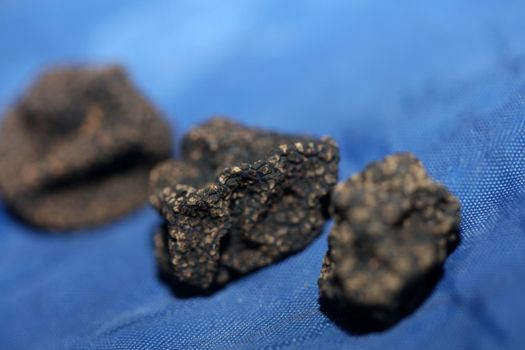 Black wild summer truffles mushrooms close up family tuberaceae botanical modern high quality big size background print home decoration