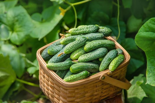 homemade cucumber cultivation and harvest. selective focus. nature