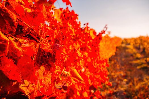 Beautiful clusters of ripening grapes in the sun. Grape plantation in the sunset light. Beautiful vine with grapes. Wine Making concept. Grape business.