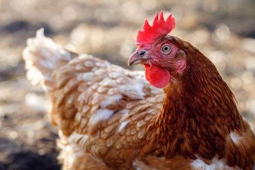 Close-up portrait of a brown and white speckled hen standing in the farm yard