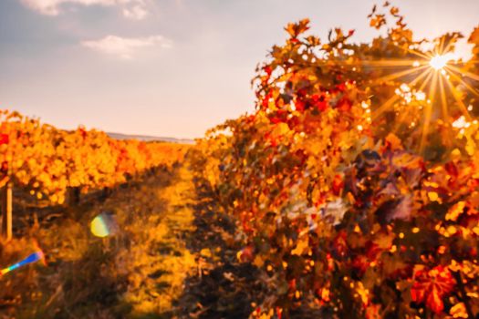 Beautiful clusters of ripening grapes in the sun. Grape plantation in the sunset light. Beautiful vine with grapes. Wine Making concept. Grape business.