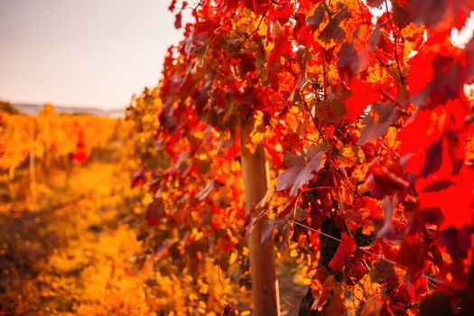 Beautiful clusters of ripening grapes in the sun. Grape plantation in the sunset light. Beautiful vine with grapes. Wine Making concept. Grape business.