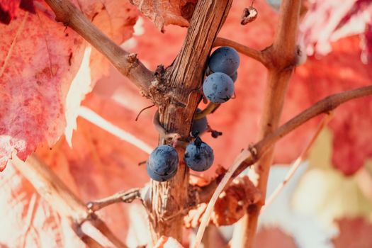 Beautiful clusters of ripening grapes in the sun. Grape plantation in the sunset light. Beautiful vine with grapes. Wine Making concept. Grape business.
