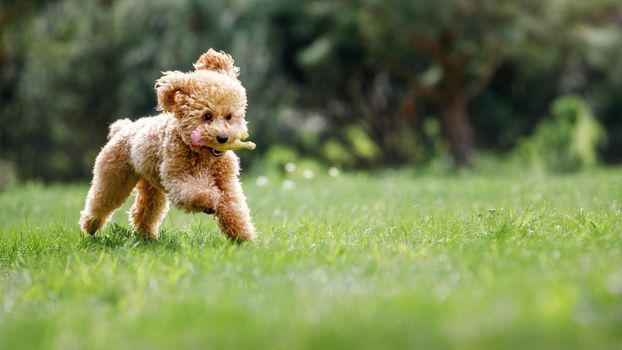 Brown poodle puppy running on the grass. The little dog bounces quickly over the grass after biting a rubber toy. Selective focus, motion blur, shallow depth of field, and blurred nature background.