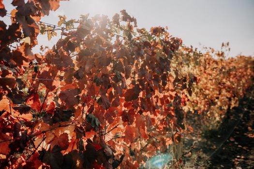 Beautiful clusters of ripening grapes in the sun. Grape plantation in the sunset light. Beautiful vine with grapes. Wine Making concept. Grape business.