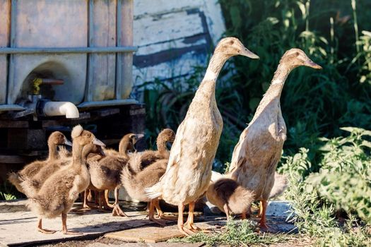 Two Indian runner ducks with ducklings came to drink water and take bath near a garden watering place.
