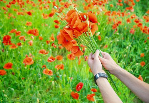 man collects a bouquet of wildflowers. Poppies selective focus. nature.