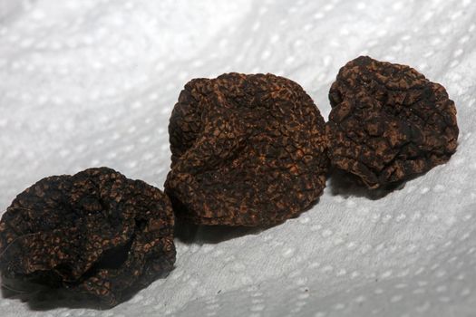 Black wild summer truffles mushrooms close up family tuberaceae botanical modern high quality big size background print home decoration