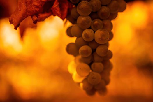 Beautiful clusters of ripening grapes in the sun. Grape plantation in the sunset light. Beautiful vine with grapes. Wine Making concept. Grape business.