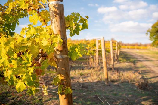 Beautiful clusters of ripening grapes in the sun. Grape plantation in the sunset light. Beautiful vine with grapes. Wine Making concept. Grape business.