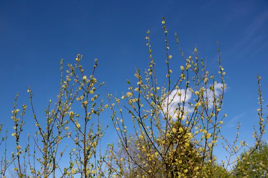 Willow branches against the blue sky. Easter vegetable background. Minimalist concept