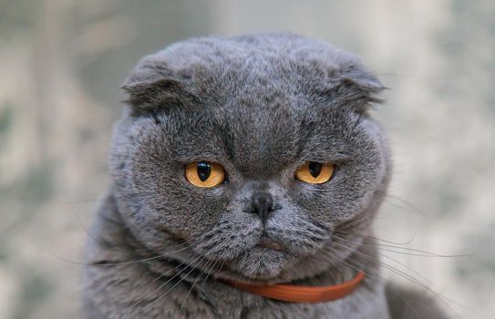 Large gray fold cat at home. Selective focus. Animal.