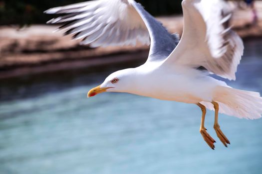 Gull photographed from the island of Porquerolles in flight on the blue background of the sea